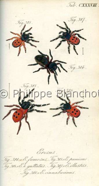 Collection-araignees_ 014.JPG - Archives Araignees, Arachniden, Dr Carl Wilhelm Hahn, 1831, Eresus (Eressidae)